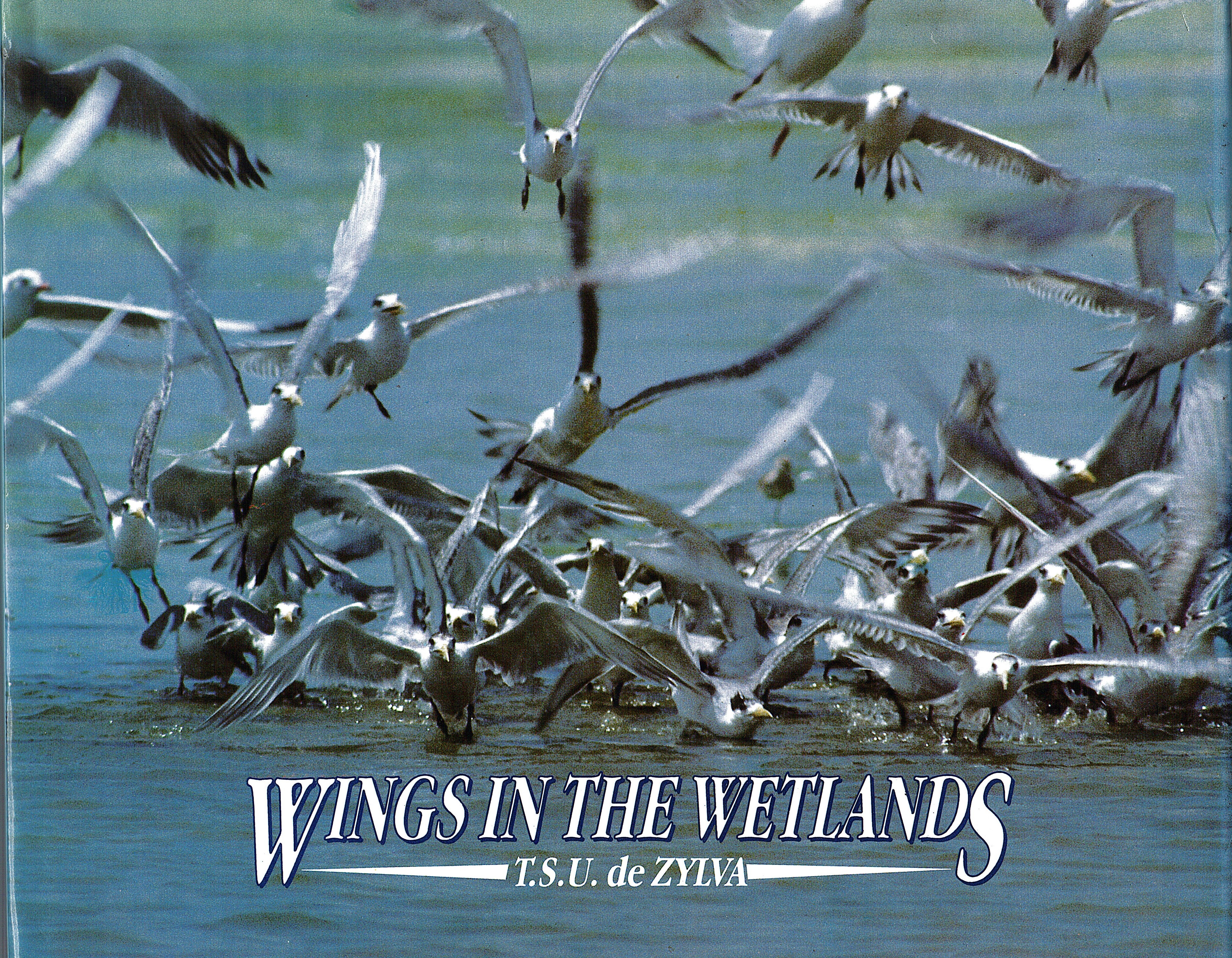 Wings In The Wetlands