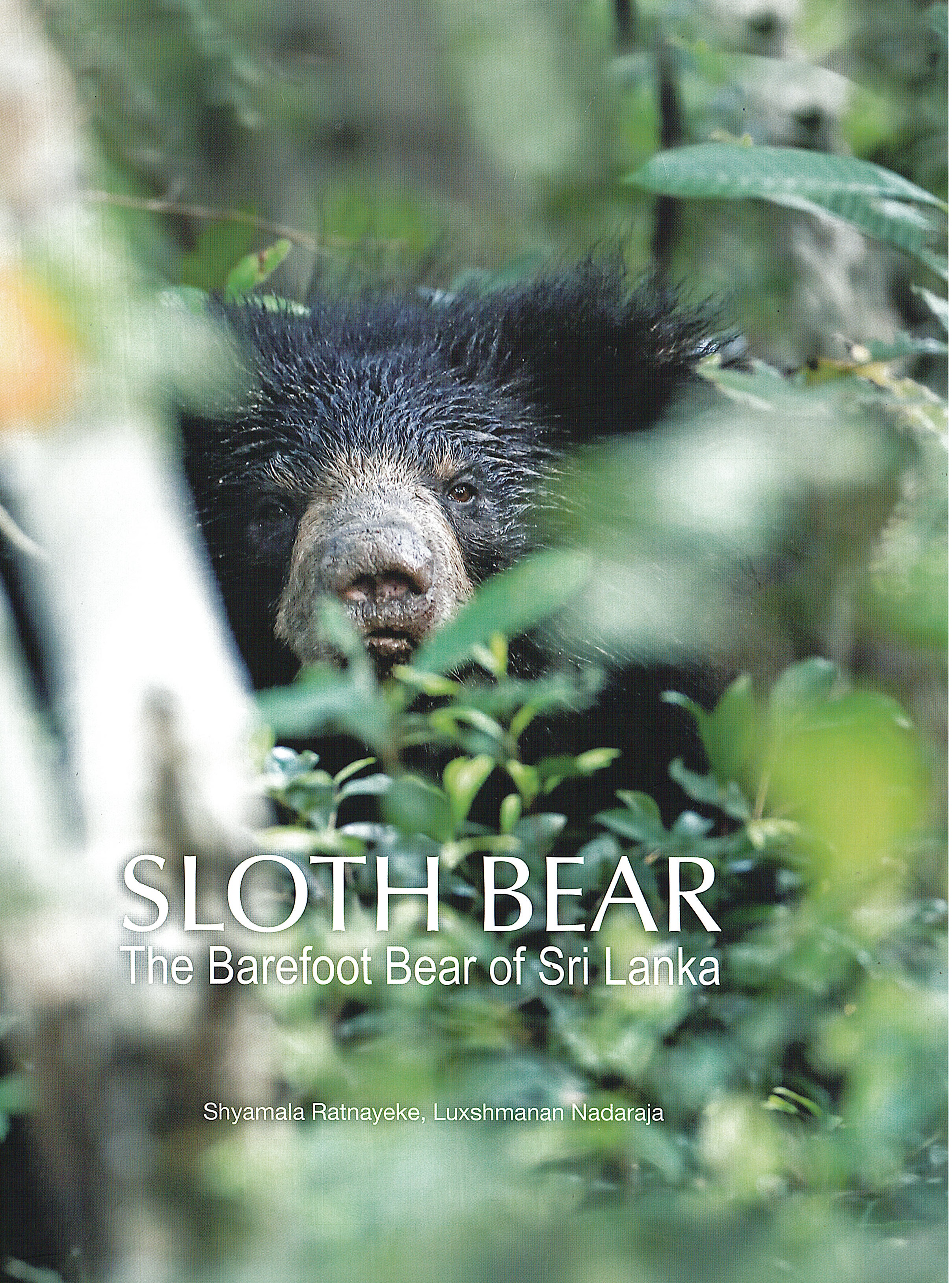 Sloth Bear : The Barefoot Bear of Sri Lanka