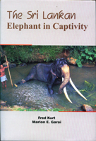 Sri Lankan Elephant in Captivity